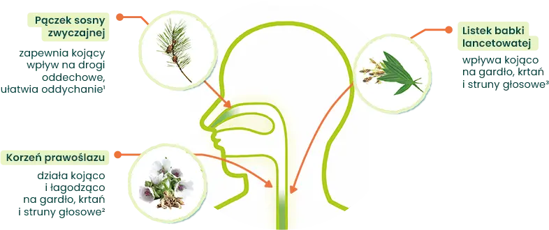 Stodal Plants Nos & Gardło - składniki