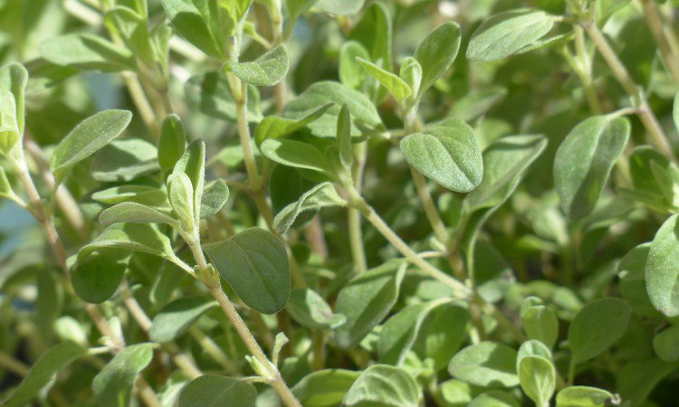 Majeranek – naturalny sprzymierzeniec w walce z kaszlem i katarem