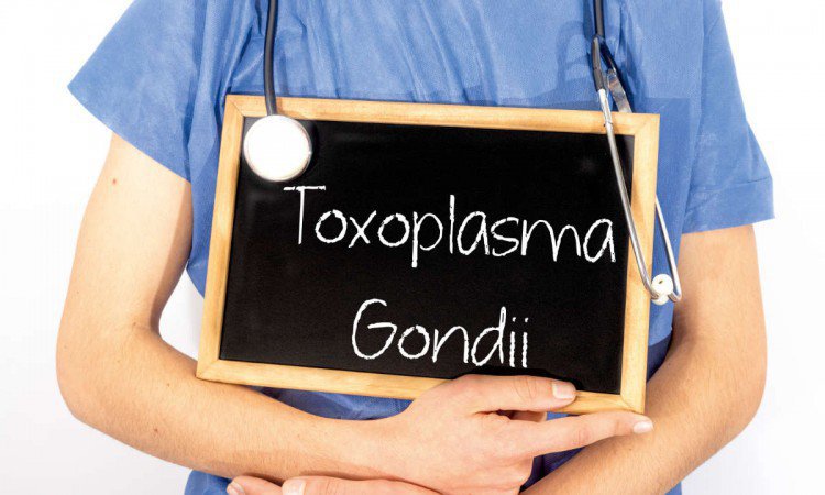 Toksoplazmoza (toxoplasma gondii) – skutki, objawy i leczenie