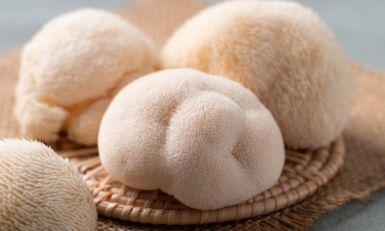 Soplówka jeżowata – niezwykły grzyb na wsparcie mózgu i koncentracji