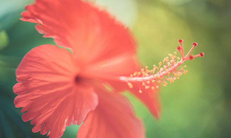 Hibiskus (ketmia szczawiowa): jakie ma właściwości herbata z hibiskusa oraz czy warto ją pić?
