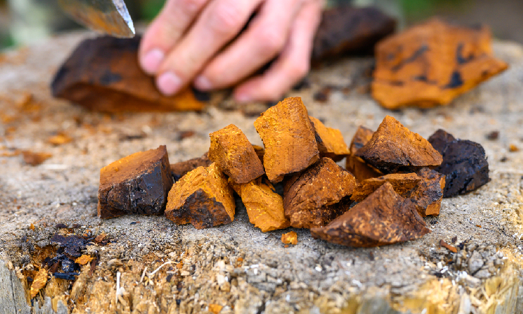 Chaga (czaga) – właściwości, działanie i zastosowanie „grzyba nieśmiertelności”