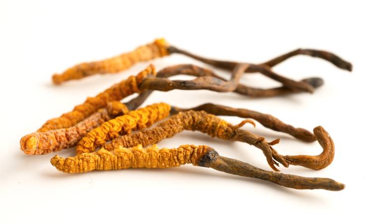 Kordyceps (maczużnik chiński) – czym jest, jak działa i na co pomaga?