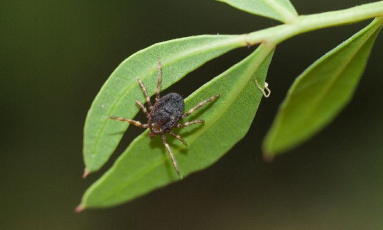 Egzotyczne kleszcze już w Polsce. Nie czekają, tylko biegną w stronę człowieka