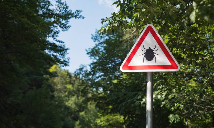 Borelioza – jakie daje objawy i jak je wcześnie rozpoznać?