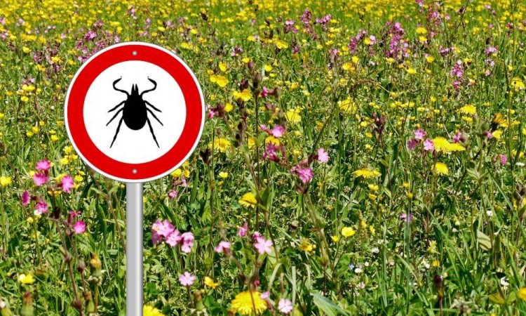 Borelioza – jak ją rozpoznać?