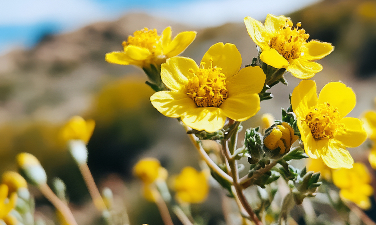 Buzdyganek naziemny – właściwości, działanie i zastosowanie na potencję