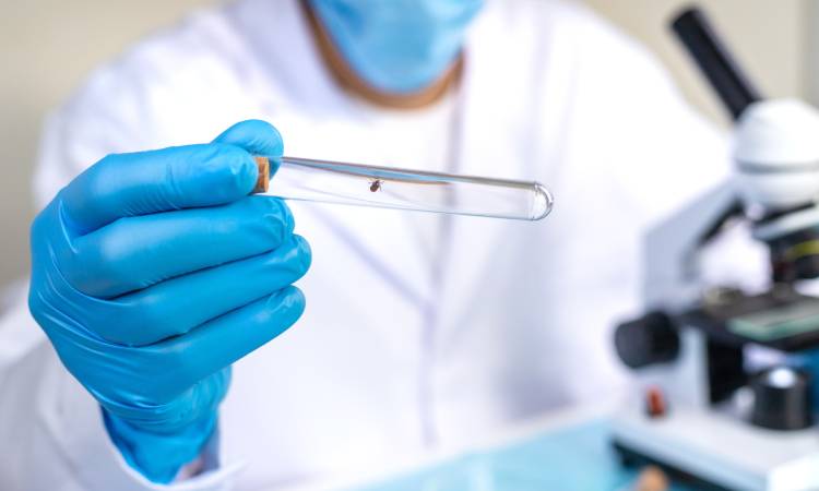 Neuroborelioza – objawy, diagnostyka i leczenie powikłań boreliozy