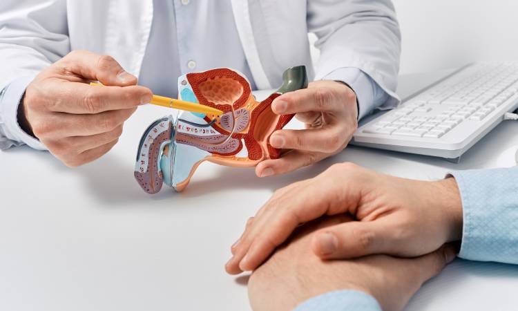 Prostata: co to jest, funkcje, objawy chorób i kluczowe zasady profilaktyki